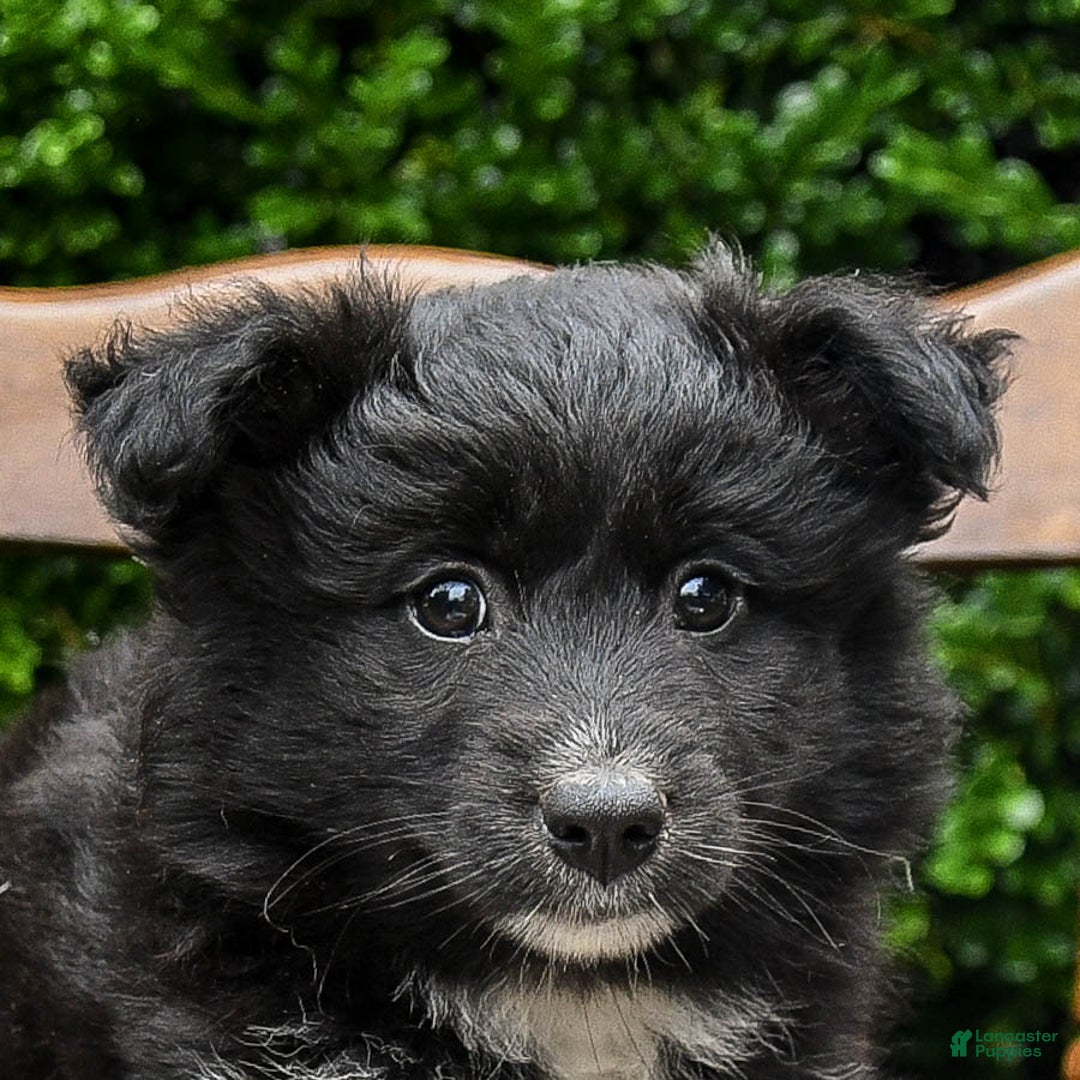 Border Collie dogs for sale: Paris - Image 6