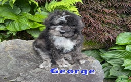 Bernedoodle dogs for sale: George - Image 1