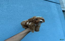 Toy Poodle dogs for sale: Bella - Image 3