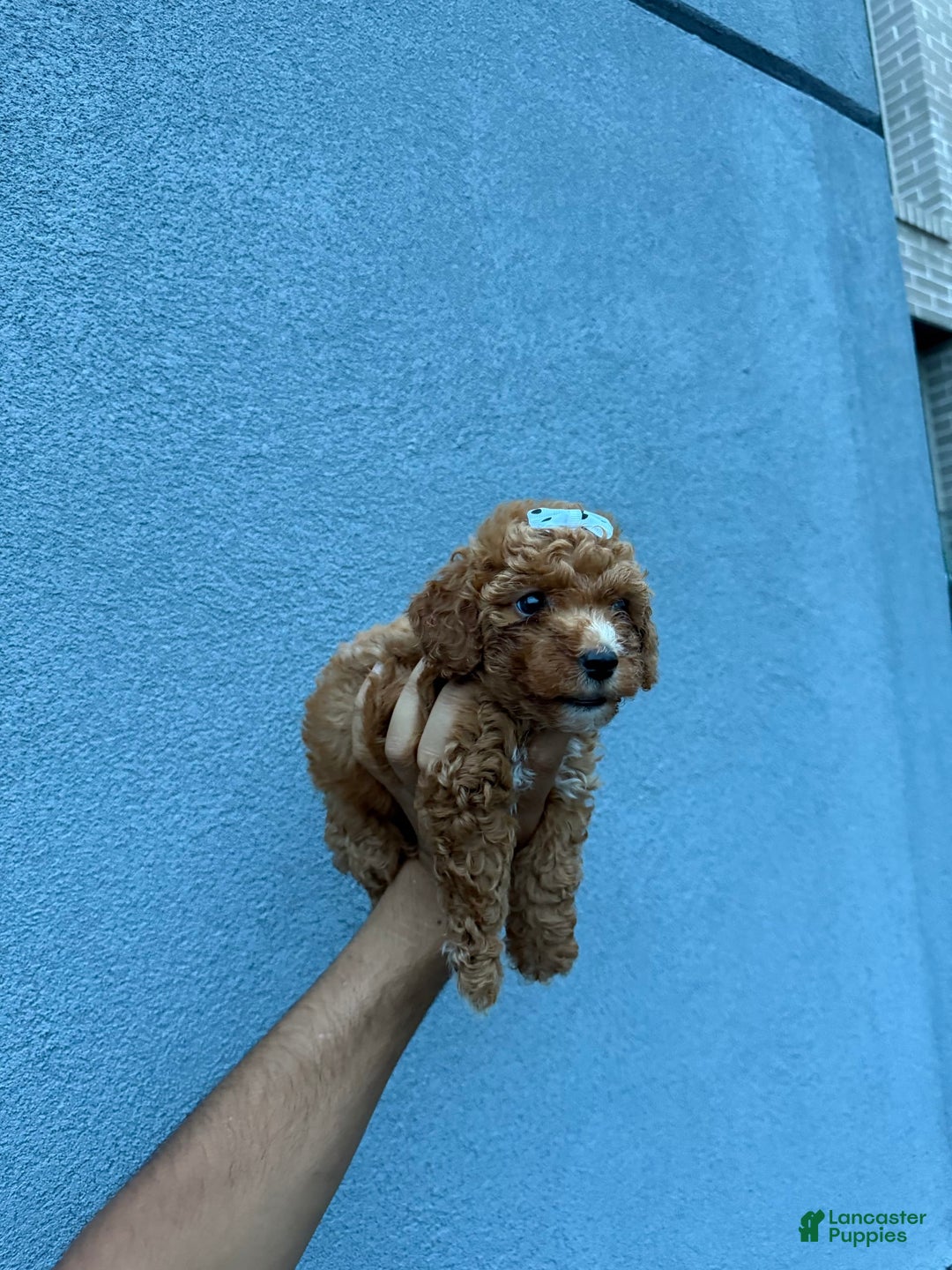 Toy Poodle dogs for sale: Bella - Image 3