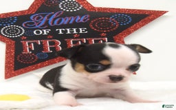 Chihuahua dogs for sale: Leti - Image 1