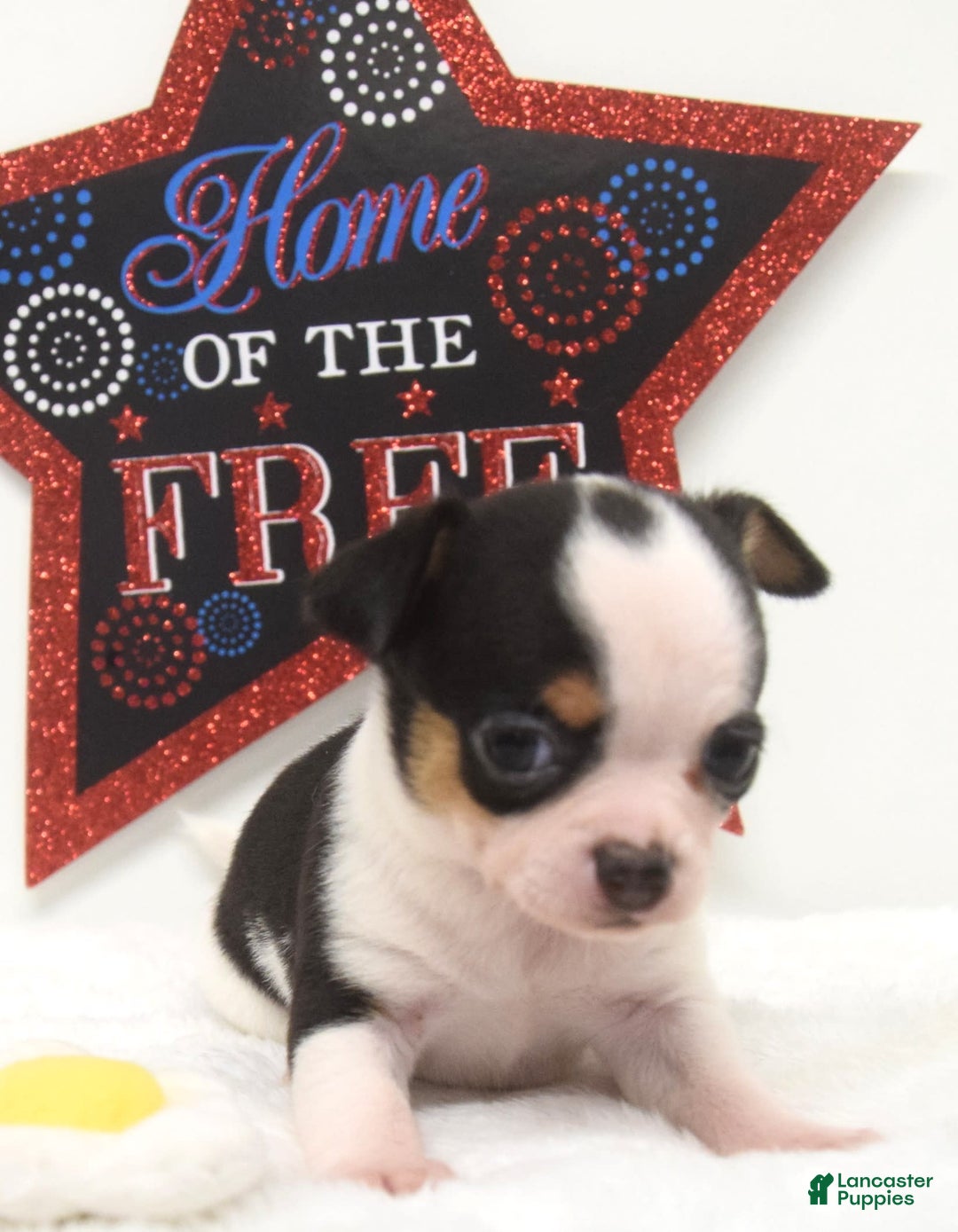 Chihuahua dogs for sale: Leti - Image 1