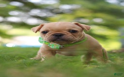 French Bulldog dogs for sale: Ryder - Image 2