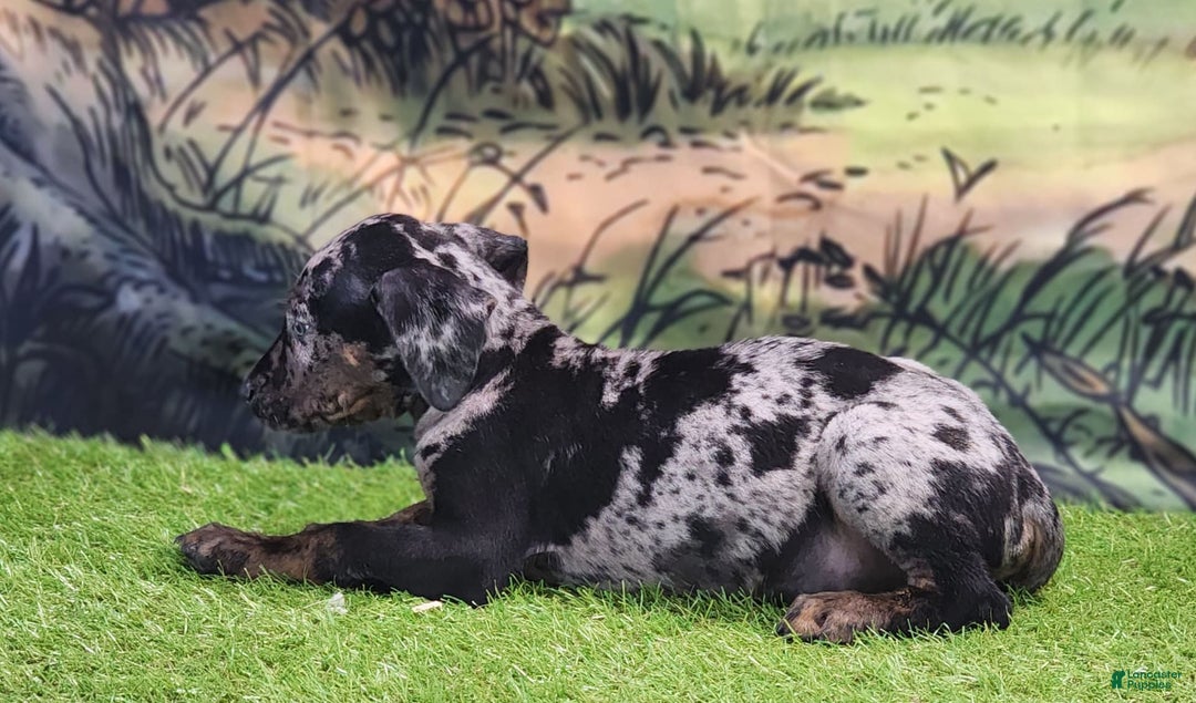 Catahoula Leopard Dog dogs for sale: Houdini 2025 Male 2 - Image 10