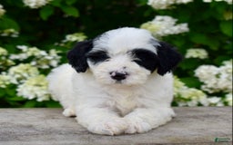 Portuguese Water Dog dogs for sale: Portuguese Water Dog 5 puppies - Image 5