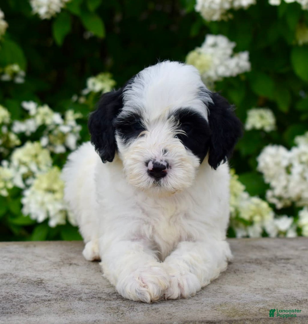 Portuguese Water Dog dogs for sale: Portuguese Water Dog 5 puppies - Image 5