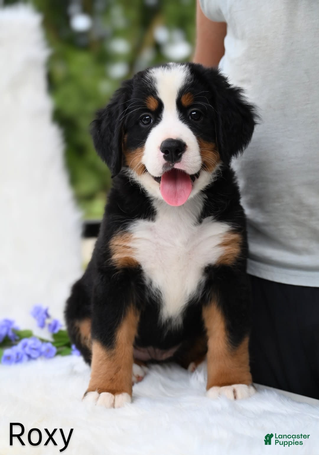 Bernese Mountain Dog dogs for sale: Roxy - Image 3