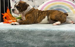 English Bulldog dogs for sale: Alex - Image 2