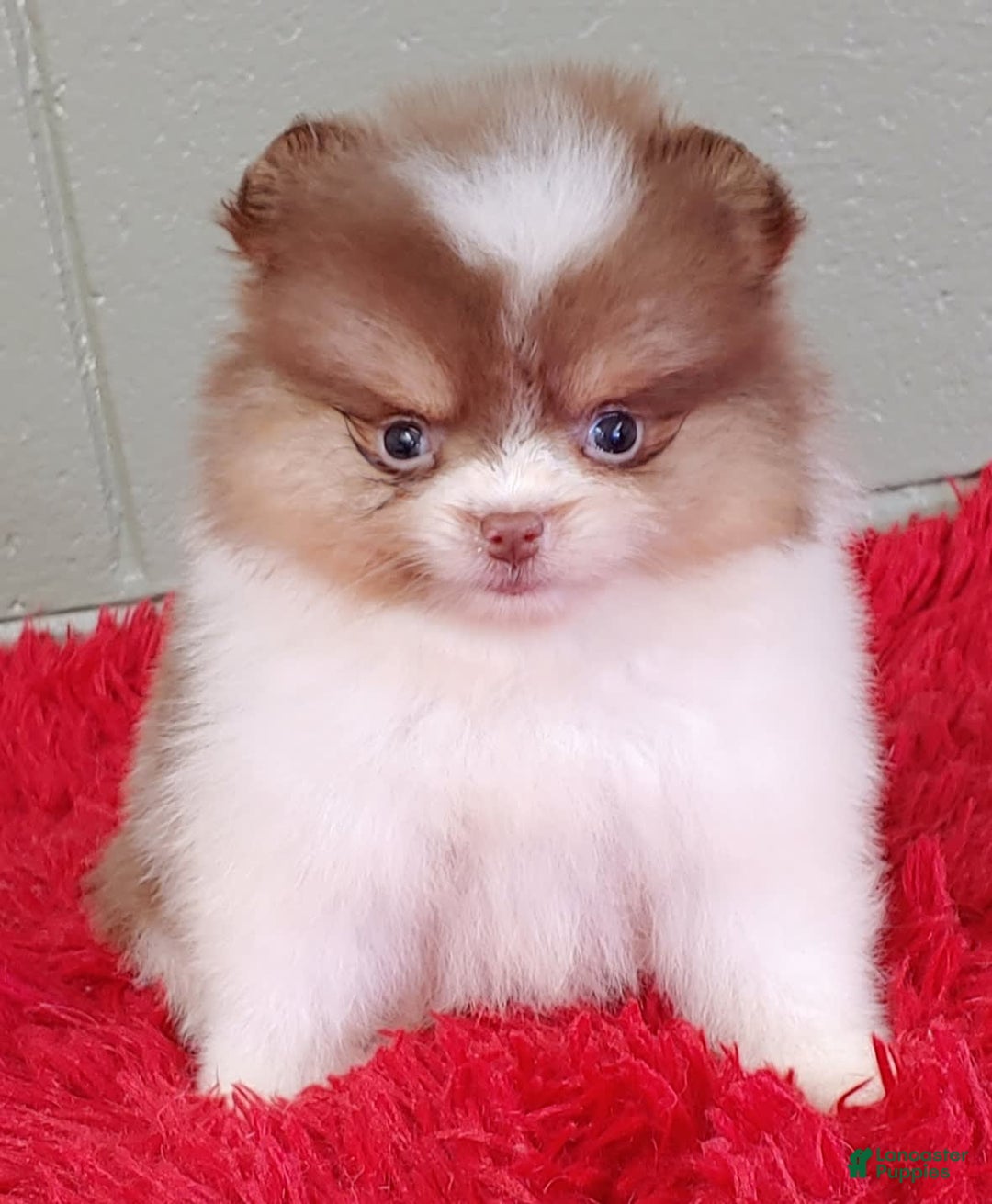 Pomeranian dogs for sale: Cindy - Image 4