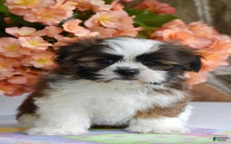 Shih Tzu dogs for sale: Rambo - Image 2