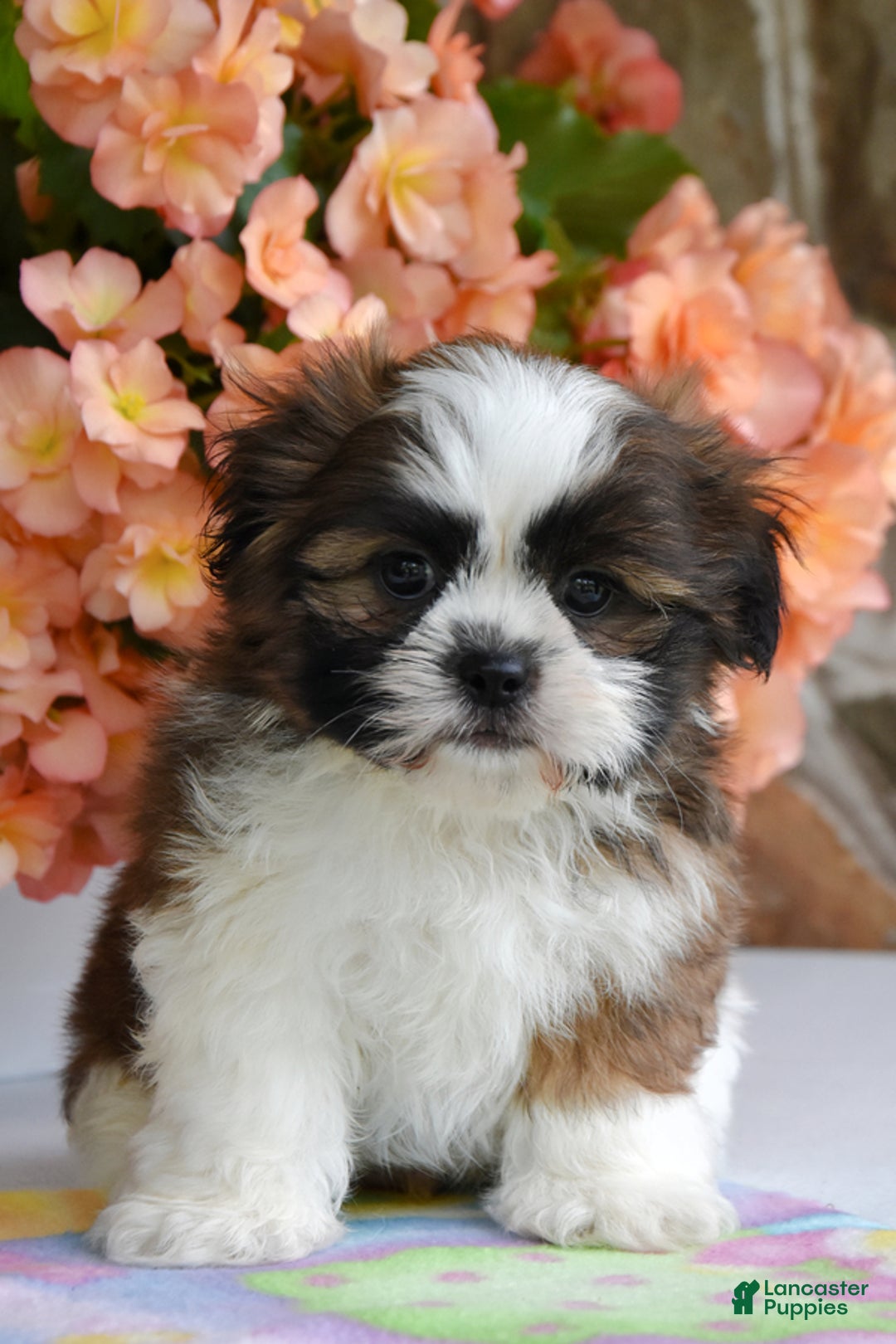 Shih Tzu dogs for sale: Rambo - Image 2