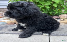 Portuguese Water Dog dogs for sale: Bailey - Image 6