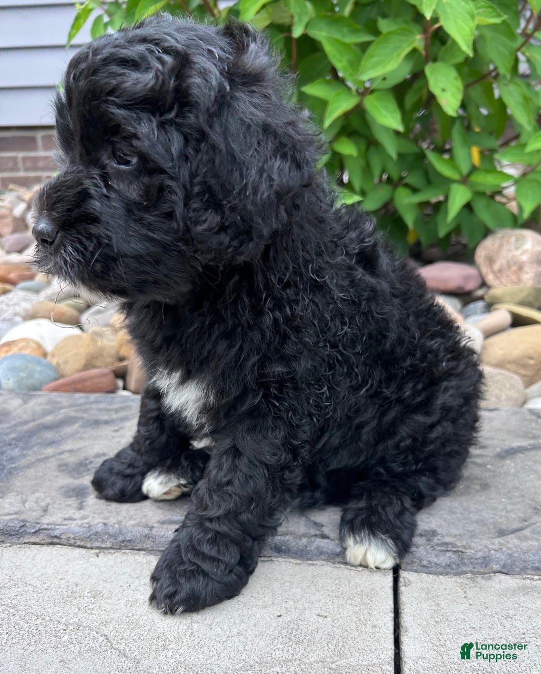 Portuguese Water Dog dogs for sale: Bailey - Image 6