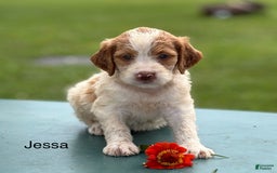 Brittany Spaniel dogs for sale: Jessa - Image 1