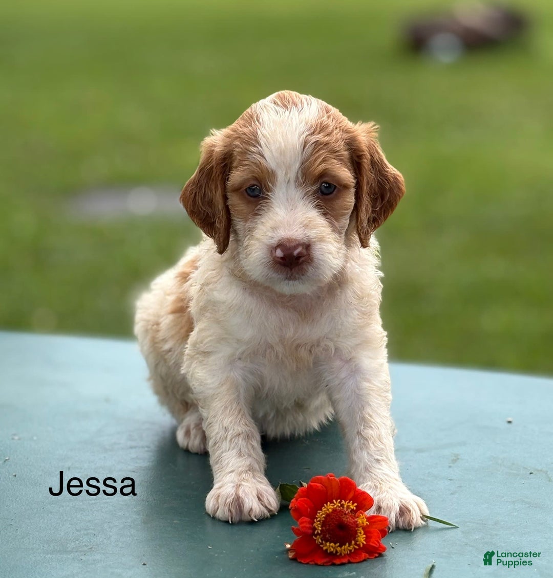 Brittany Spaniel dogs for sale: Jessa - Image 1