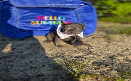 French Bulldog dogs for sale: Champ - Image 3