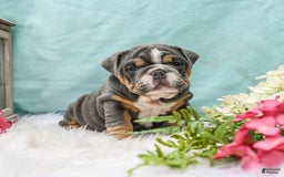 English Bulldog dogs for sale: Bonnie - Image 4