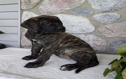 English Mastiff dogs for sale: Bella - Image 15