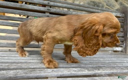 Cocker Spaniel dogs for sale: Monty - Image 3