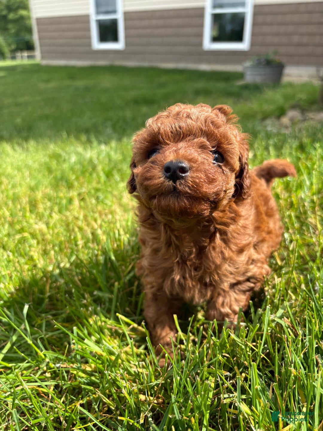 Toy Poodle dogs for sale: 🌷 Ruby - Image 3