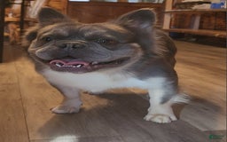 French Bulldog dogs for sale: Raider - Image 46