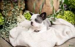 French Bulldog dogs for sale: Honey - Image 14
