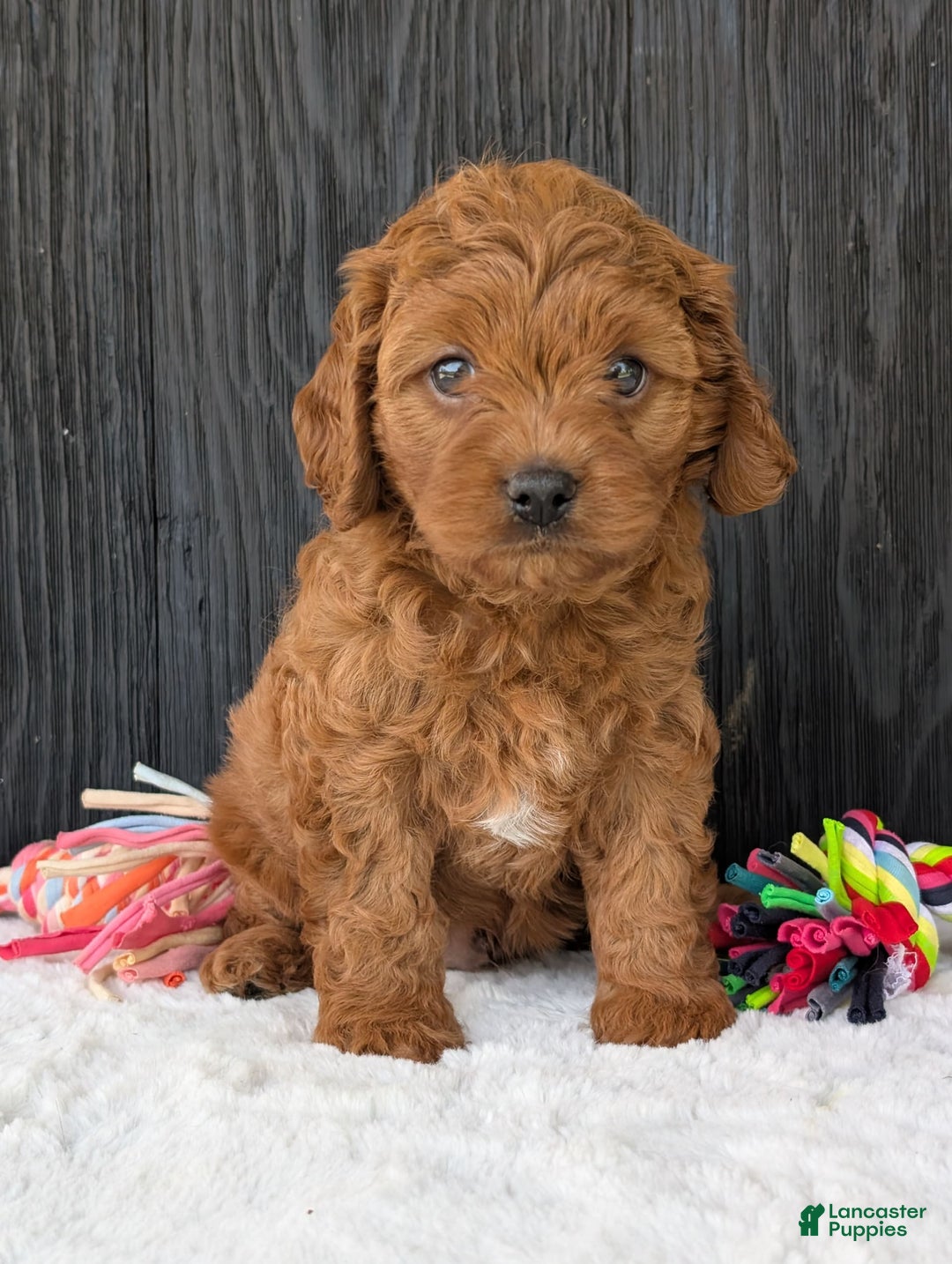 Cavapoo dogs for sale: Loki - Image 6