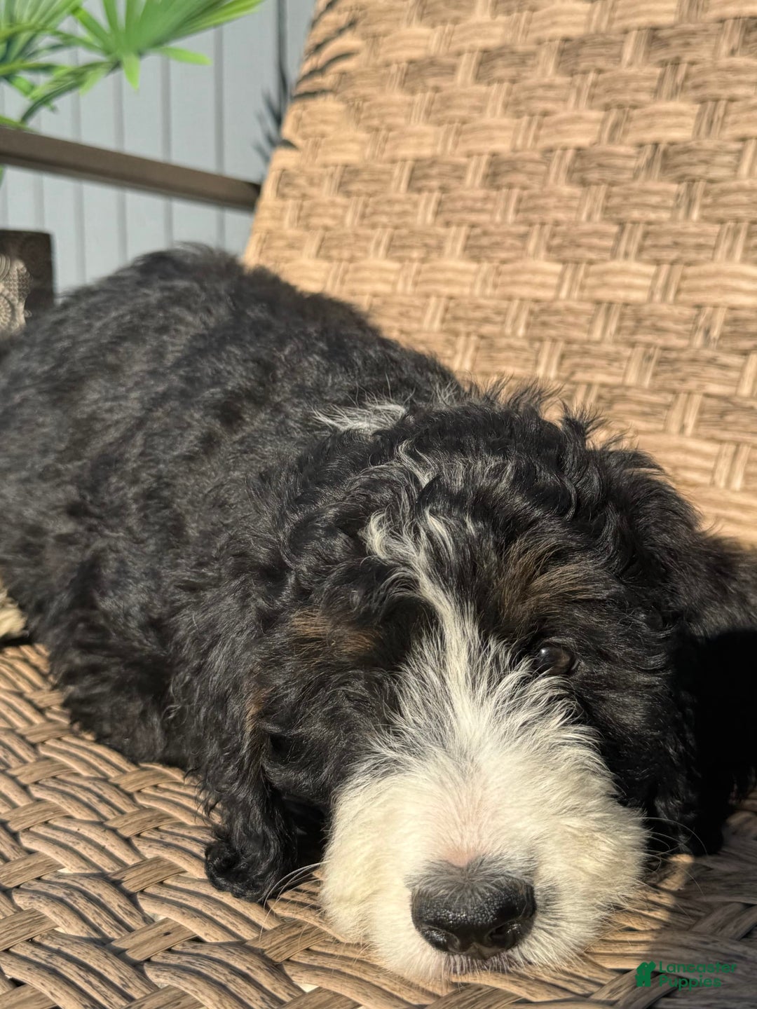 Bernedoodle dogs for sale: Lola - Image 1