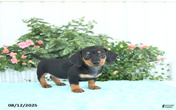 Miniature Dachshund dogs for sale: Nina - Image 3