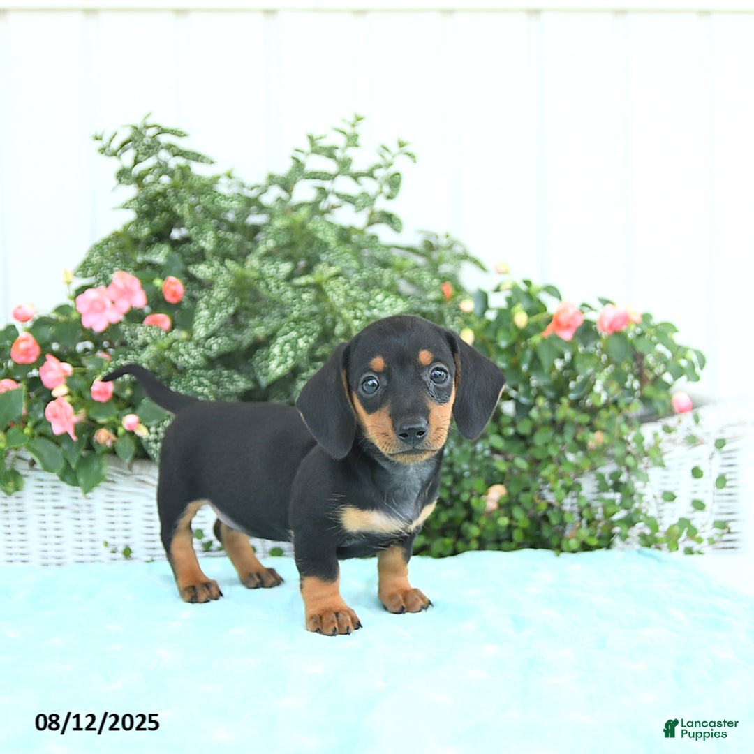Miniature Dachshund dogs for sale: Nina - Image 3