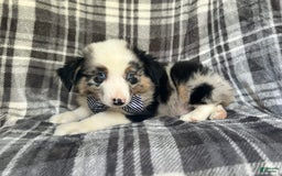 Miniature Australian Shepherd dogs for sale: Skeeter - Image 1