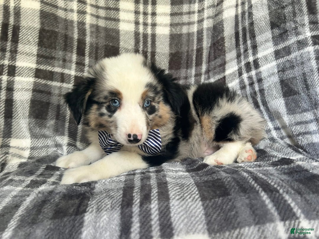Miniature Australian Shepherd dogs for sale: Skeeter - Image 1
