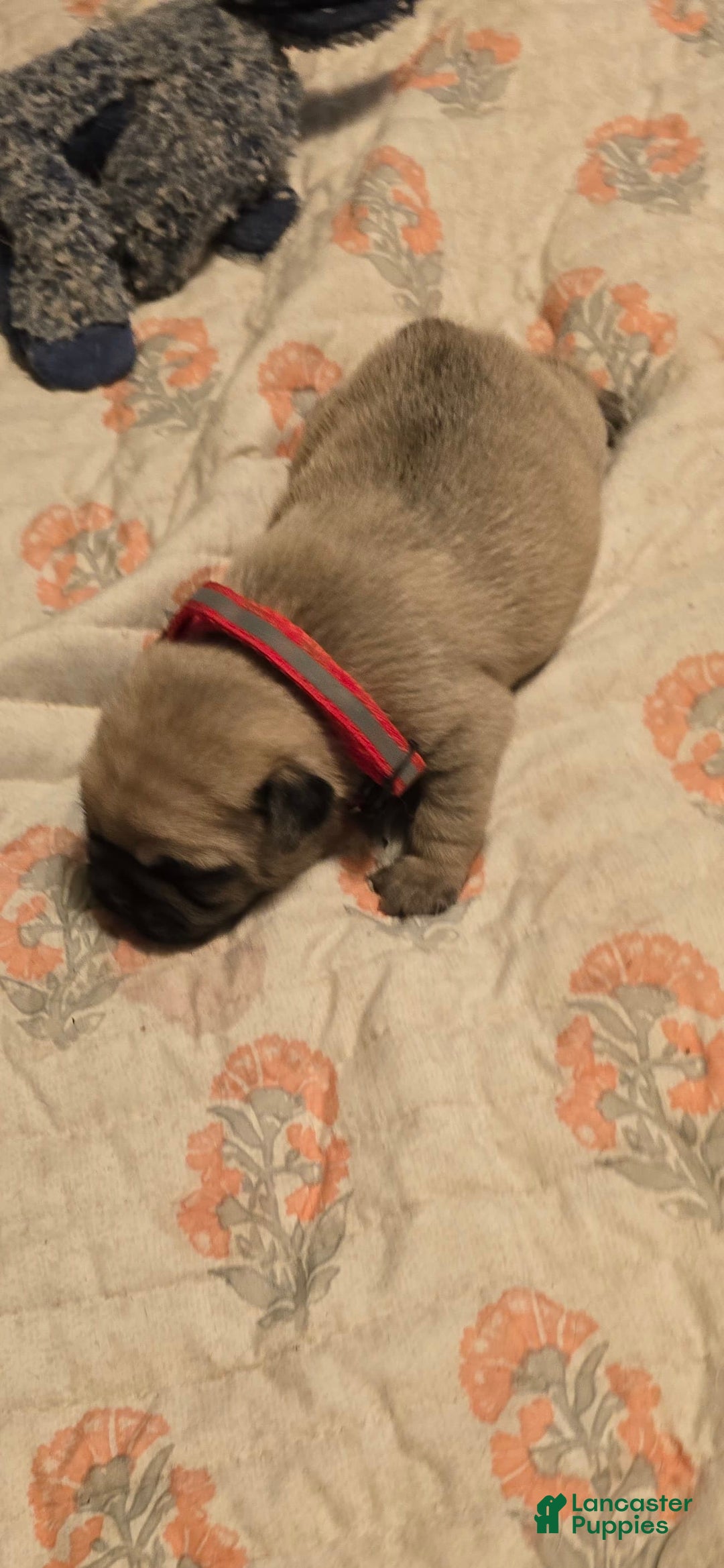 Pug dogs for sale: Don - Image 18