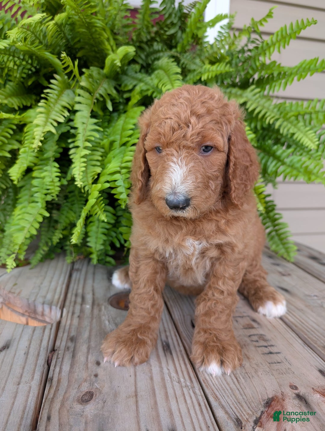 Goldendoodle dogs for sale: Asher - Image 8