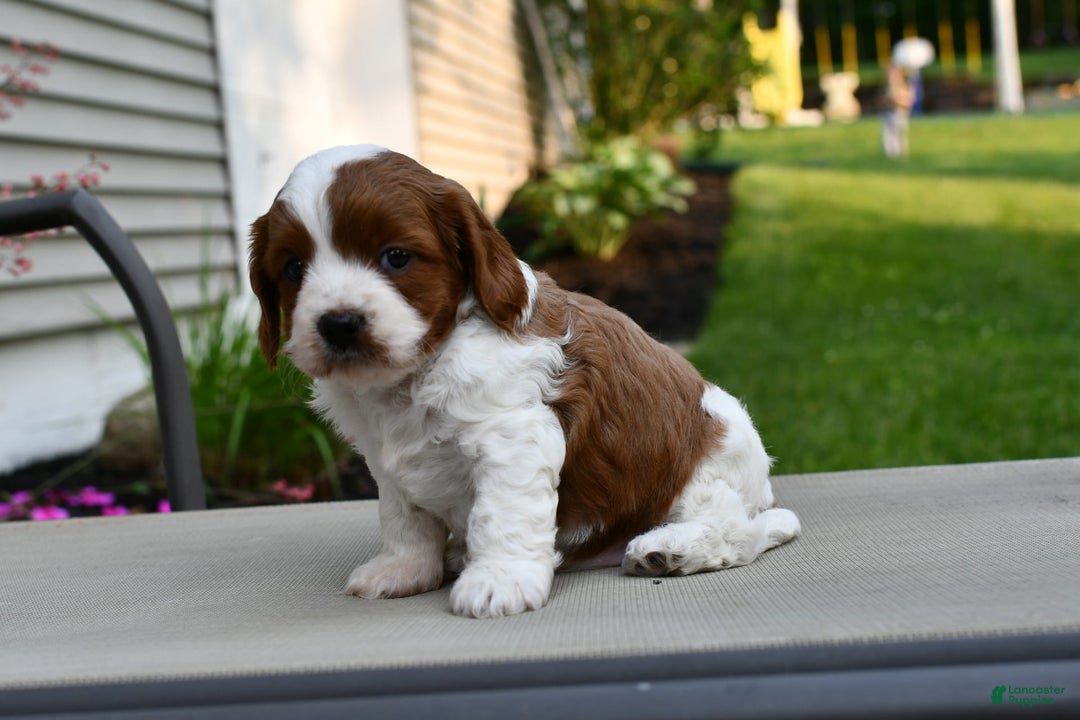 Cavapoo dogs for sale: Callie - Image 1