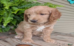 Goldendoodle dogs for sale: Lolly - Image 30