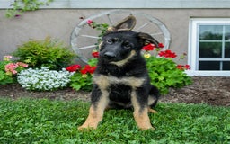 German Shepherd dogs for sale: Trooper - Listing for pets: Trooper - Image 3