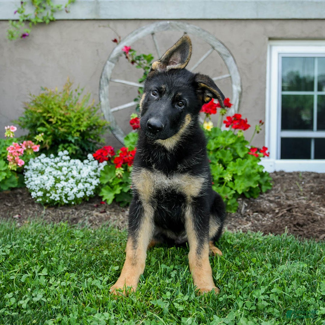 German Shepherd dogs for sale: Trooper - Listing for pets: Trooper - Image 3