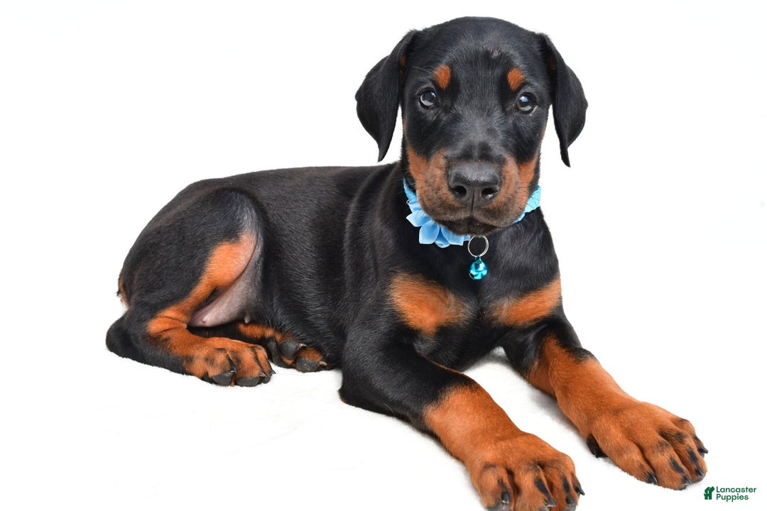Doberman Pinscher dogs for sale: Melody - Image 2