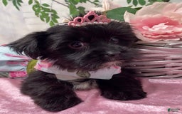 Shorkie dogs for sale: Little Mercedes - Image 12
