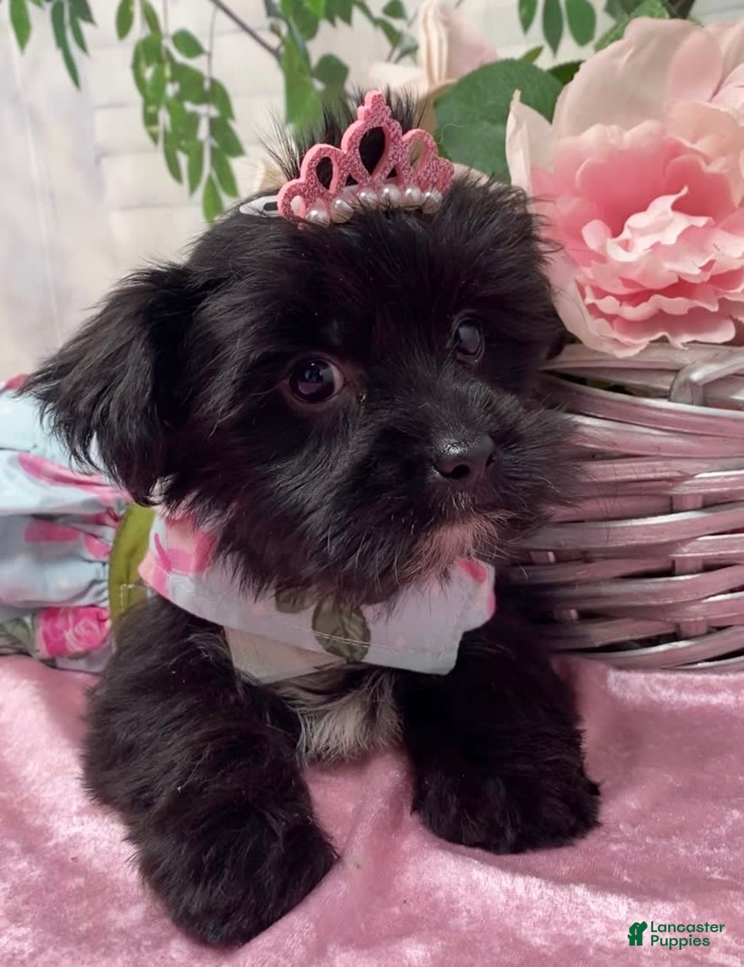 Shorkie dogs for sale: Little Mercedes - Image 12