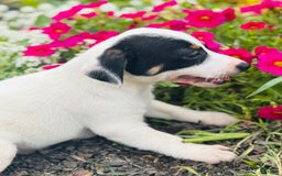 Jack Russell Terrier dogs for sale: Lacey - Image 5