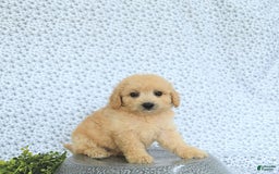 Mini Goldendoodle dogs for sale: Kinley - Image 2