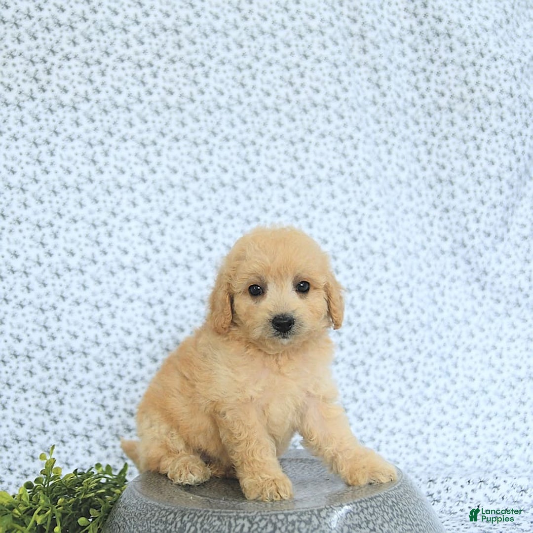 Mini Goldendoodle dogs for sale: Kinley - Image 2