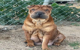 Shar Pei dogs for sale: Armani Squishy-face - Image 22