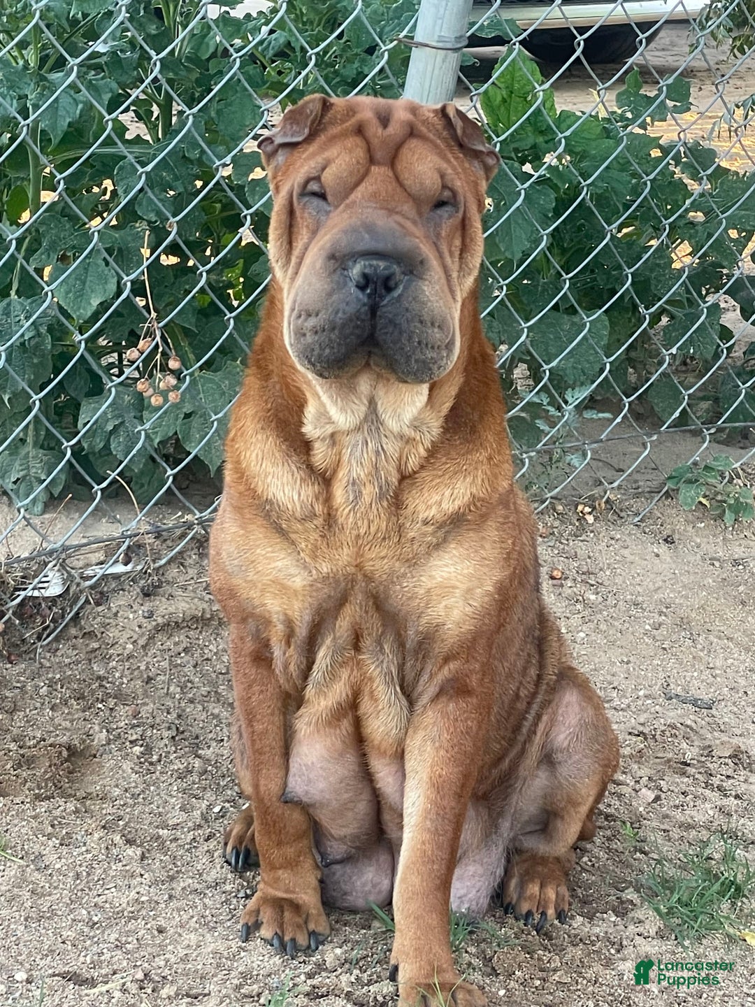 Shar Pei dogs for sale: Armani Squishy-face - Image 22