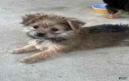 Pomeranian dogs for sale: Atlas - Image 1