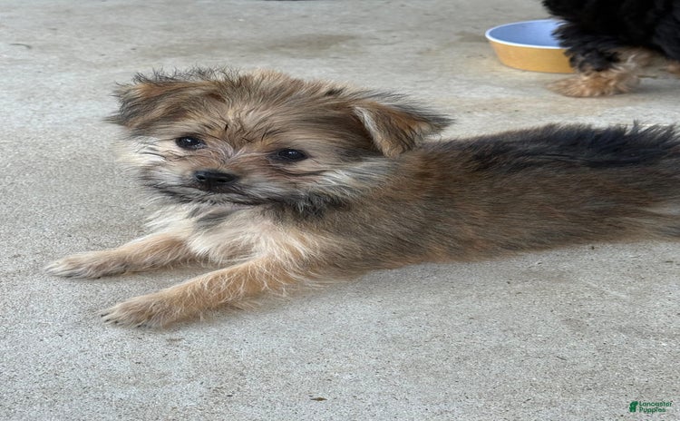 Pomeranian dogs for sale - Ad 3