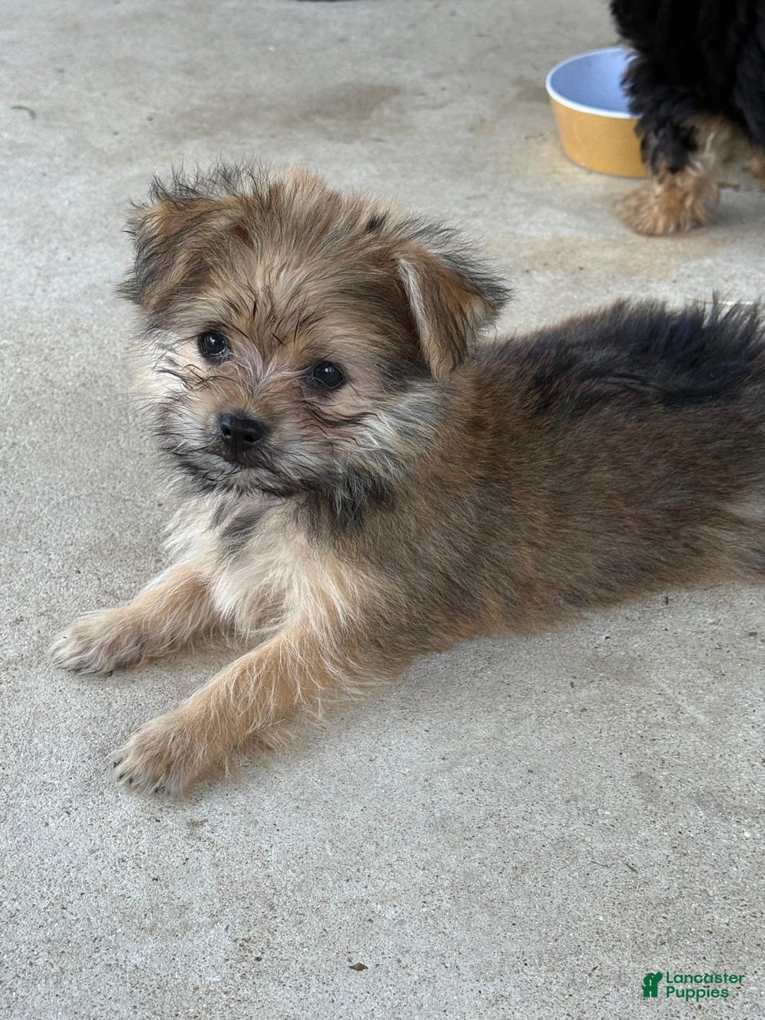 Pomeranian dogs for sale: Atlas - Image 1