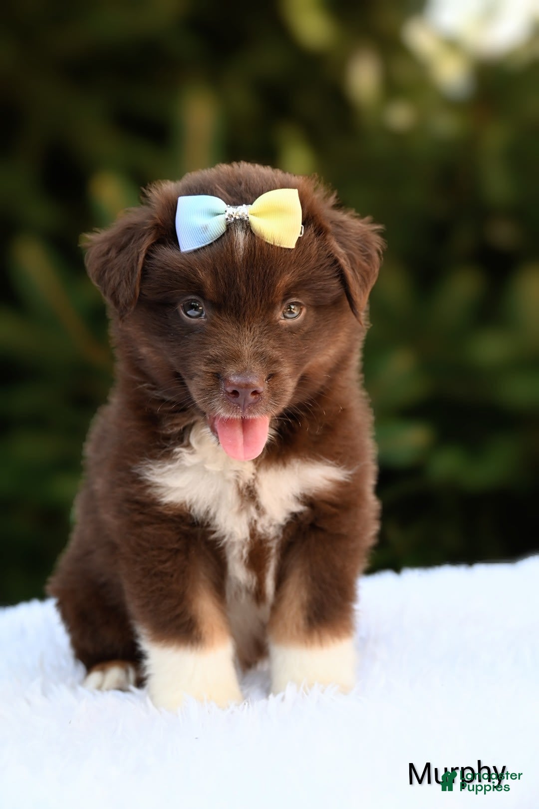Miniature Australian Shepherd dogs for sale: Murphy - Image 1